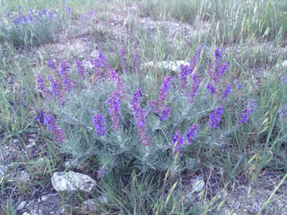 Salvia jurisicii <br>SOFT BLUE JURISIC SAGE, FEATHERED CUTT LEAVED SAGE