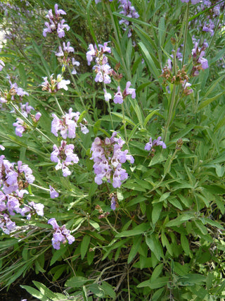 Salvia lavandulifolia <br>SPANISH SAGE