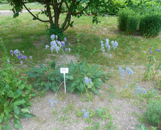 Salvia nutans <br>NODDING SAGE