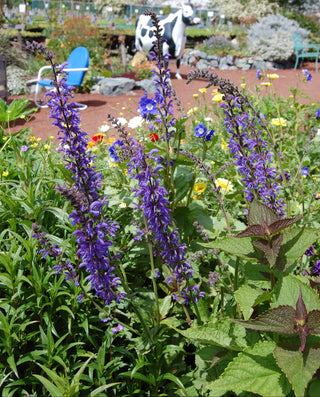 transylvanian sage