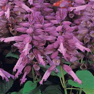 Salvia splendens <br>SALVIA LAVENDER VISTA