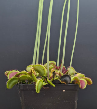Dionaea muscipula <br>VENUS FLYTRAP 'SANDOKAN' x OP