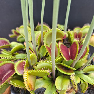 Dionaea muscipula <br>VENUS FLYTRAP 'SANDOKAN' x OP