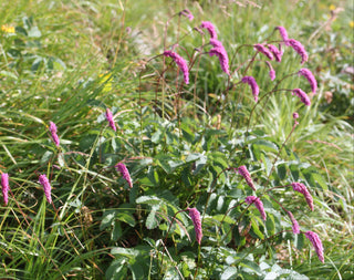 Sanguisorba hakusanensis <br>LILAC BURNET, SQUIRREL BURNET, KOREAN JAPANESE BURNET
