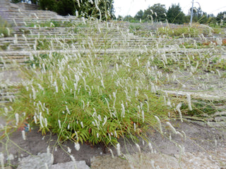 Sanguisorba tenuifolia alba <br>NODDING BURNET