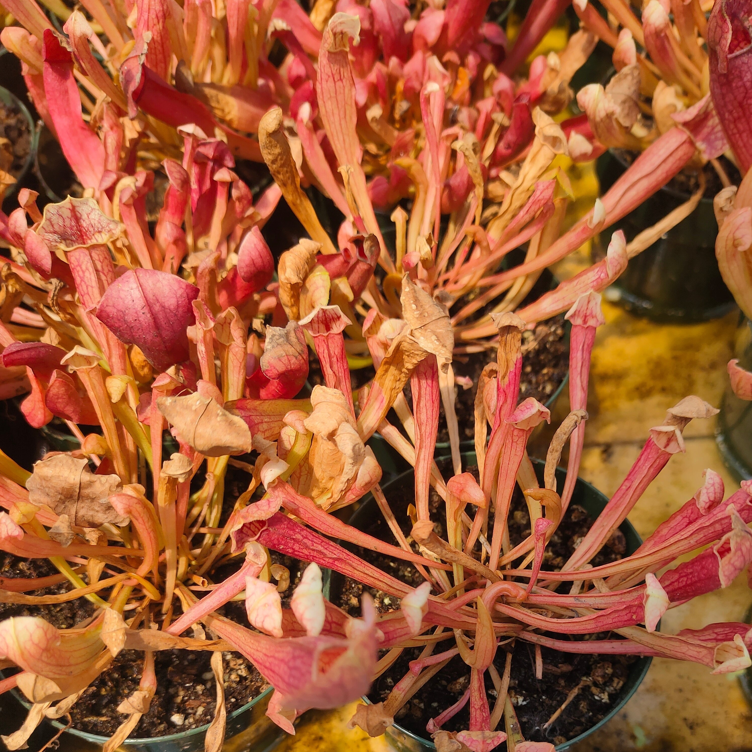 LIVE PLANT PITCHER PLANT Sarracenia Barba Green Purpurea x