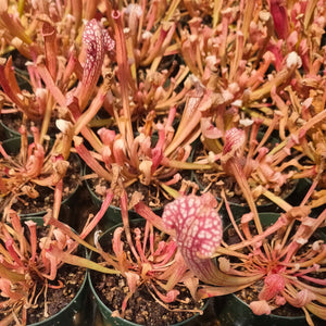 Sarracenia "Farnhamii" Leucophylla x Readii - Live Plant