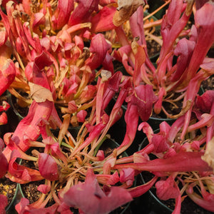 Sarracenia "Maroon" Purpurea x Chelsonii - Live Plant