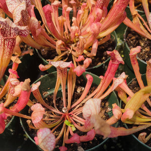 Sarracenia "Velvet" Leucophylla - Live Plant