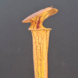 Sarracenia flava var. ornata x cuprea <br>YELLOW PITCHER PLANT