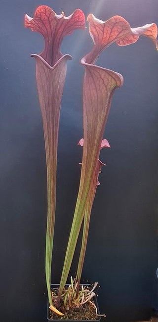 Sarracenia flava var. atropurpurea <br>YELLOW PITCHER PLANT