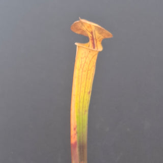 Sarracenia flava var. ornata x cuprea <br>YELLOW PITCHER PLANT