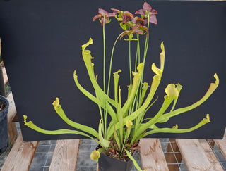 Sarracenia rubra ssp. wherryi <br>SWEET PITCHER PLANT