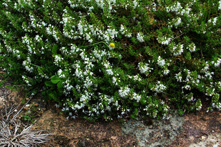 Satureja spicigera <br>CREEPING SAVORY