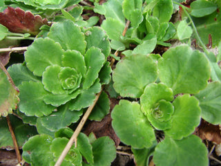 Saxifraga umbrosa <br>PYRENIAN SAXIFRAGE, LONDON PRIDE