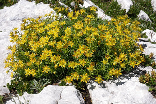 Saxifraga aizoides <br>YELLOW MOUNTAIN SAXIFRAGE