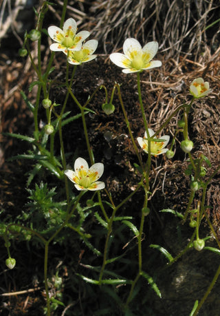 Saxifraga aspera <br>ROUGH SAXIFRAGE