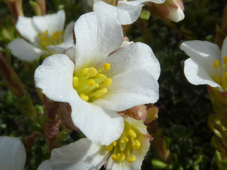 Saxifraga marginata <br>KABSCHIA SAXIFRAGE