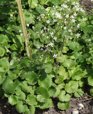 Saxifraga rotundifolia <br>ROUND LEAVED SAXIFRAGE