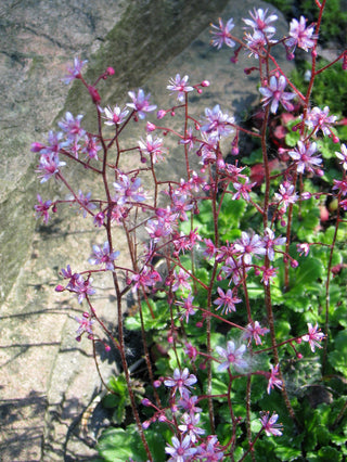 Saxifraga umbrosa <br>PYRENIAN SAXIFRAGE, LONDON PRIDE