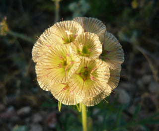 Scabiosa stellata, Lomelosia <br>DRUMSTICK SCABIOUS, STARFLOWER