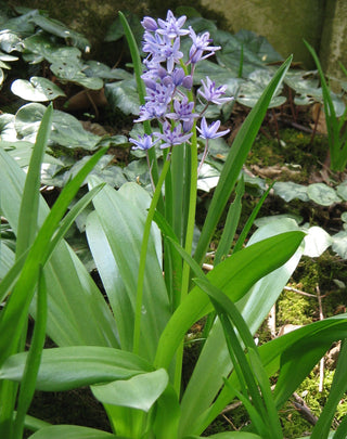 Pyrenian hyacinth
