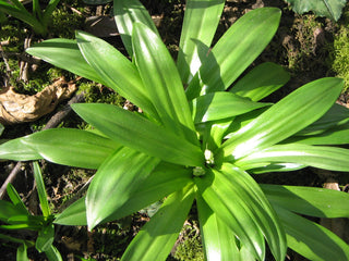 Scilla lilio-hyacinthus <br>PYRENIAN SQUILL