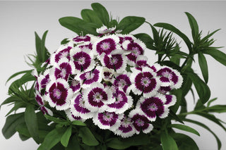 Dianthus barbatus <br>PURPLE PICOTEE SWEET WILLIAM