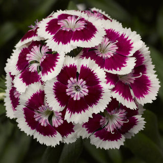 Dianthus barbatus <br>PURPLE PICOTEE SWEET WILLIAM
