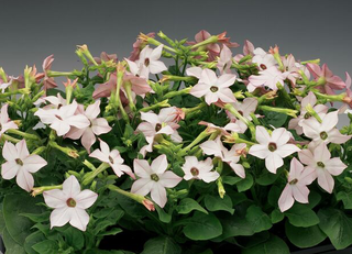 Nicotiana alata <br>FLOWERING TOBACCO APPLEBLOSSOM OPUS