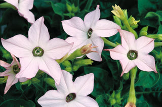 Nicotiana alata <br>FLOWERING TOBACCO APPLEBLOSSOM OPUS
