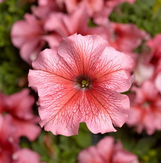 Petunia <br>PETUNIA SALMON VEINED STREAKED