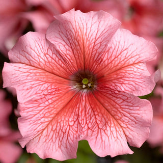 Petunia <br>PETUNIA SALMON VEINED STREAKED