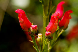 Scrophularia macrantha <br>MIMBRES FIGWORT