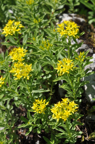Sedum selskianum <br>STONECROP 'GOLDILOCKS'