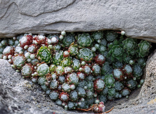 Sempervivum arachnoideum <br>HENS & CHICKS COBWEBS