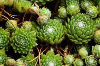 Sempervivum arachnoideum <br>HENS & CHICKS COBWEBS