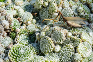 Sempervivum arachnoideum <br>HENS & CHICKS COBWEBS