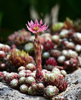 Sempervivum arachnoideum <br>HENS & CHICKS COBWEBS