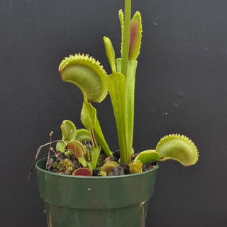 Dionaea muscipula <br>VENUS FLYTRAP 'SHARK TEETH' OP