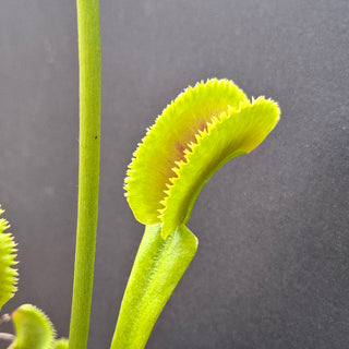 Dionaea muscipula <br>VENUS FLYTRAP 'SHARK TEETH' OP