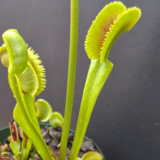 Dionaea muscipula <br>VENUS FLYTRAP 'SHARK TEETH' OP
