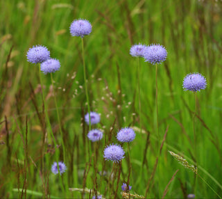Jasione montana <br>SHEEP'S BIT