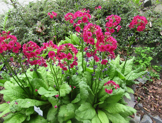 Primula pulverulenta <br>RED-PINK CANDELABRA PRIMROSE