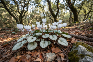 Cyclamen hederifolium <br>SILVER LEAFED WHITE CYCLAMEN