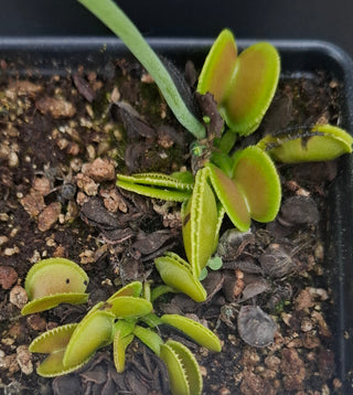 Dionaea muscipula <br>VENUS FLYTRAP 'SLY WIKI' x OP