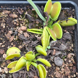 Dionaea muscipula <br>VENUS FLYTRAP 'SLY WIKI' x OP