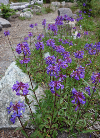 Penstemon_procerus