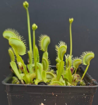 Dionaea muscipula <br>VENUS FLYTRAP 'SMOG' x OP