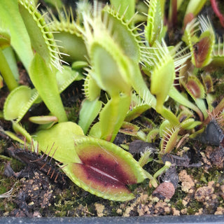 Dionaea muscipula <br>VENUS FLYTRAP 'SMOG' x OP
